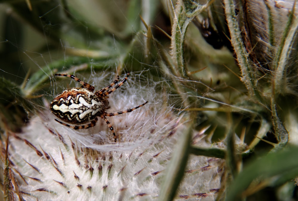 brown and white spider on green plant