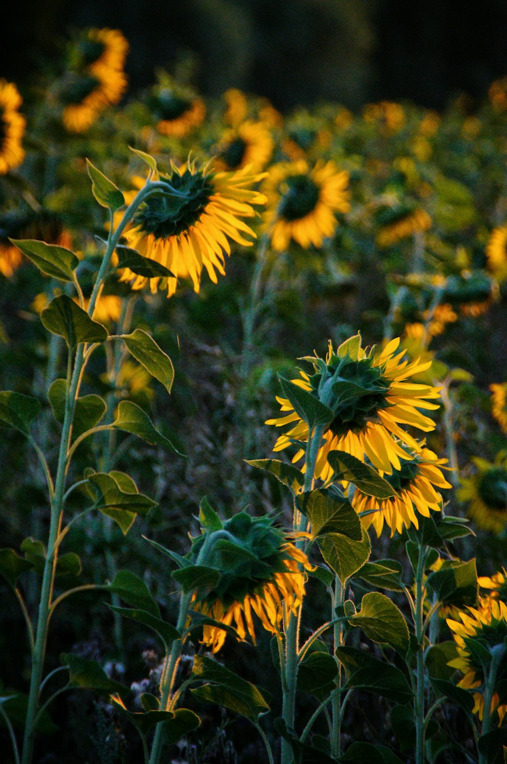 Girasol amarillo en fotografía de primer plano