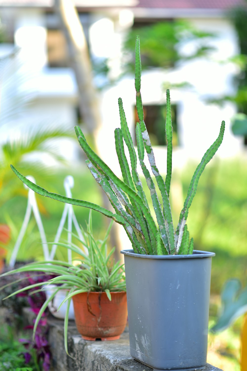 green plant in blue pot