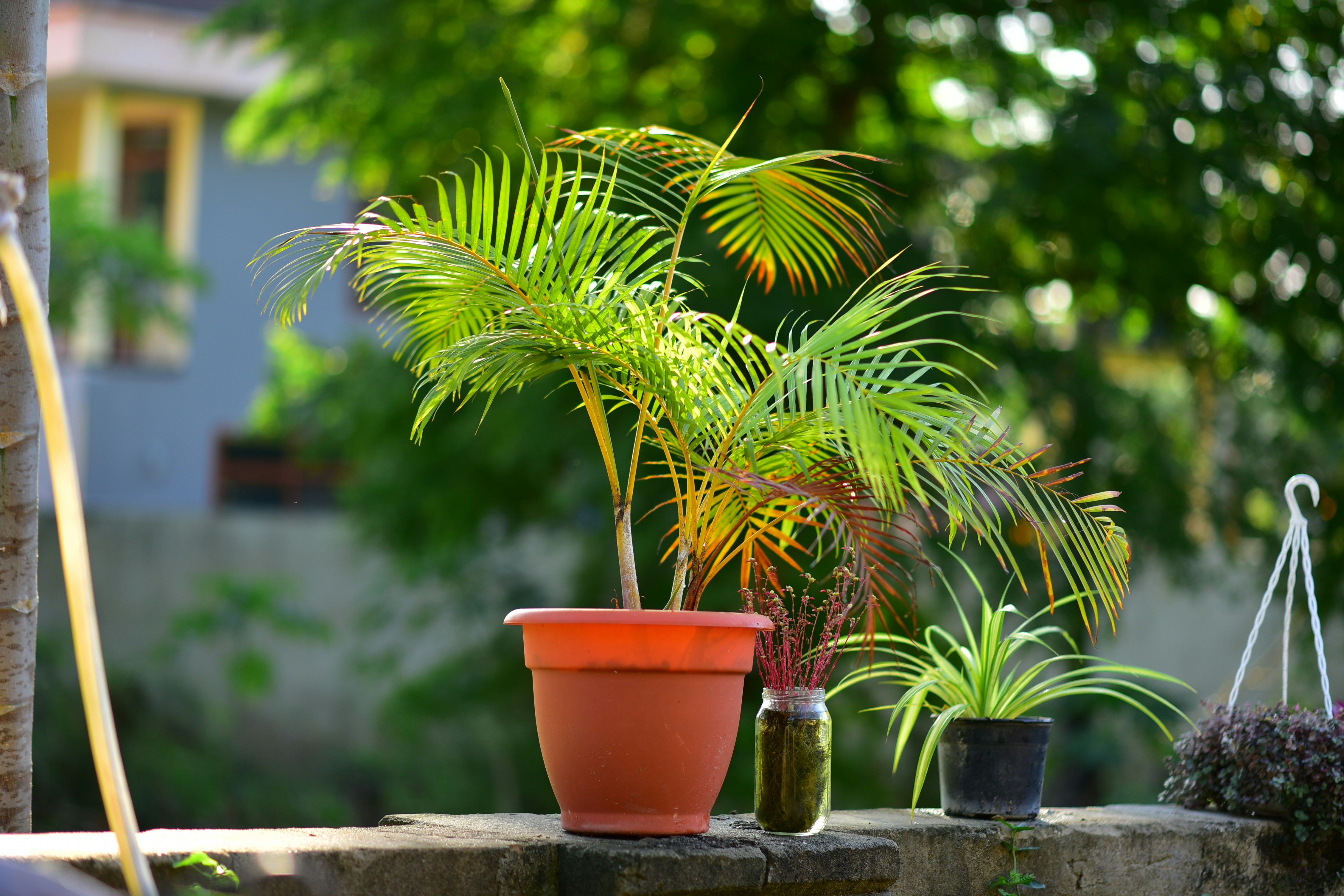 green palm plant on brown clay pot