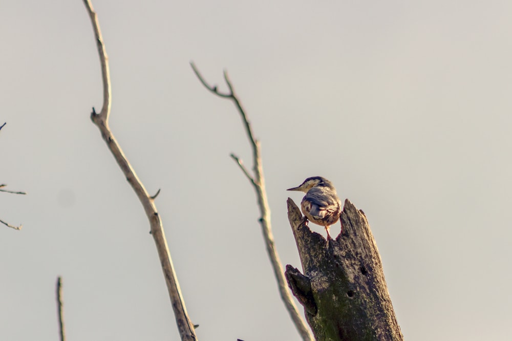 brown and white bird on tree branch