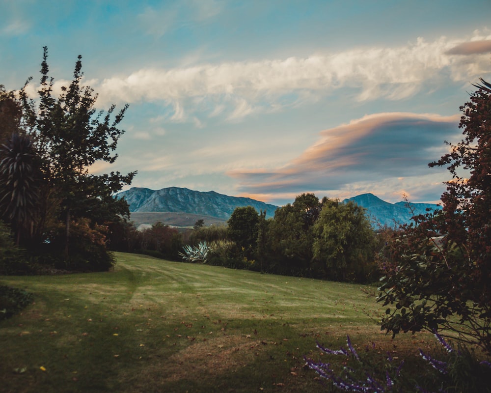 green grass field with trees and mountains in the distance