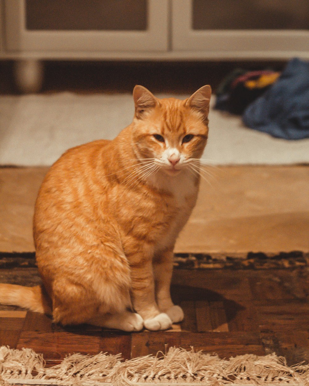 orangefarbene Tabby-Katze auf braunem Holztisch