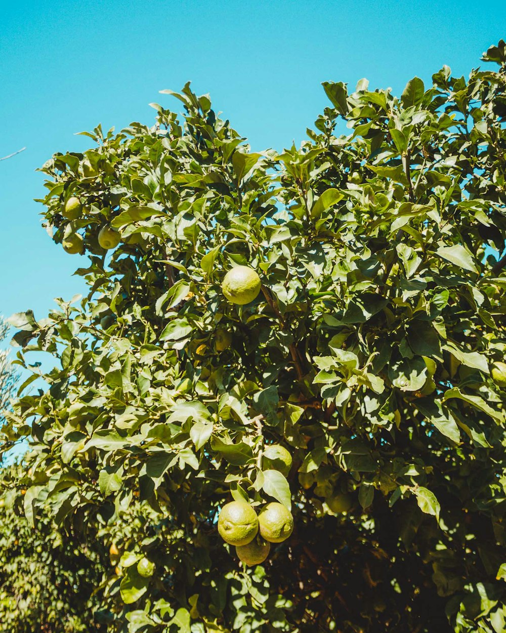 árbol frutal verde durante el día