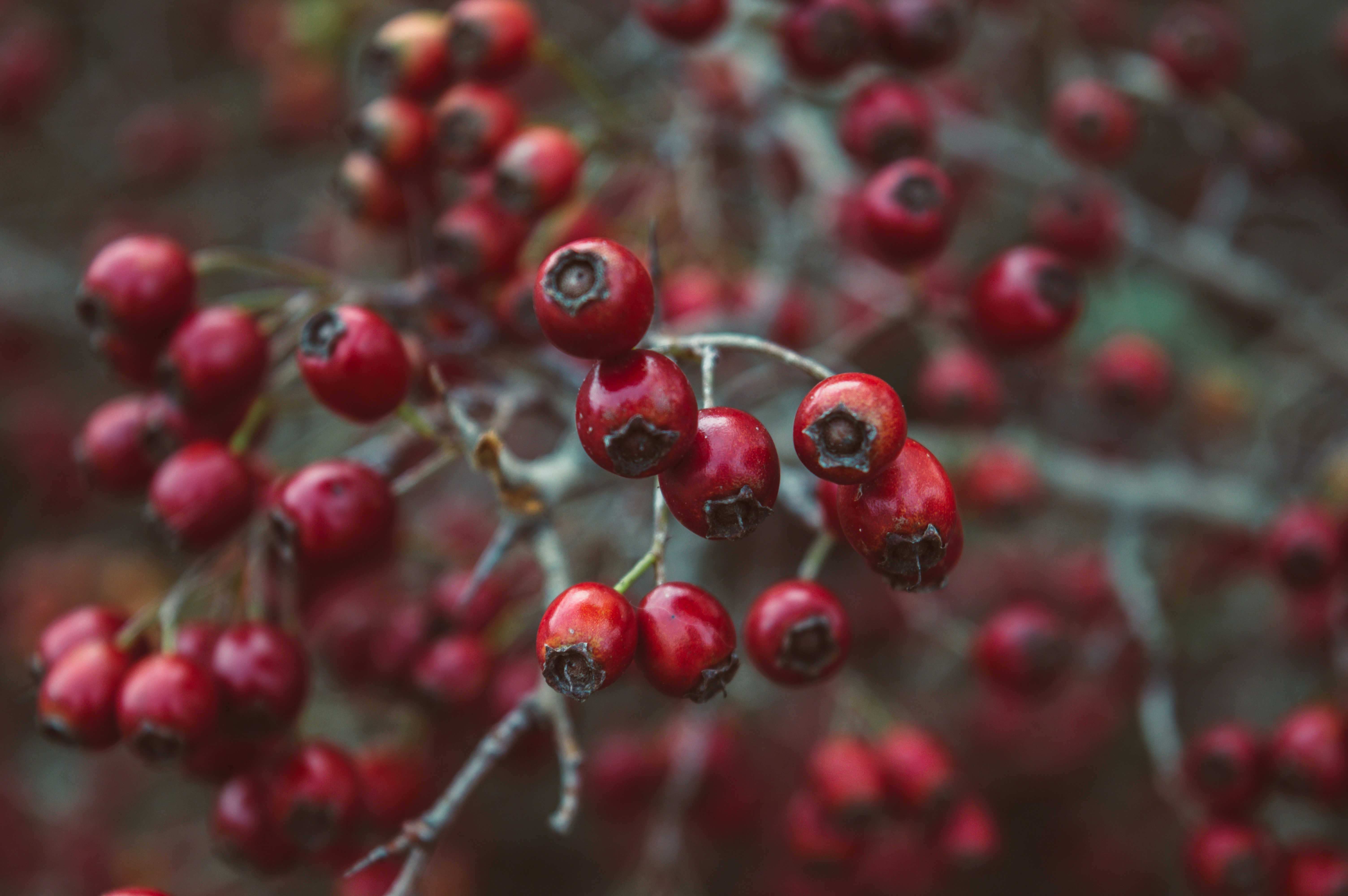 Photo by chermitovee