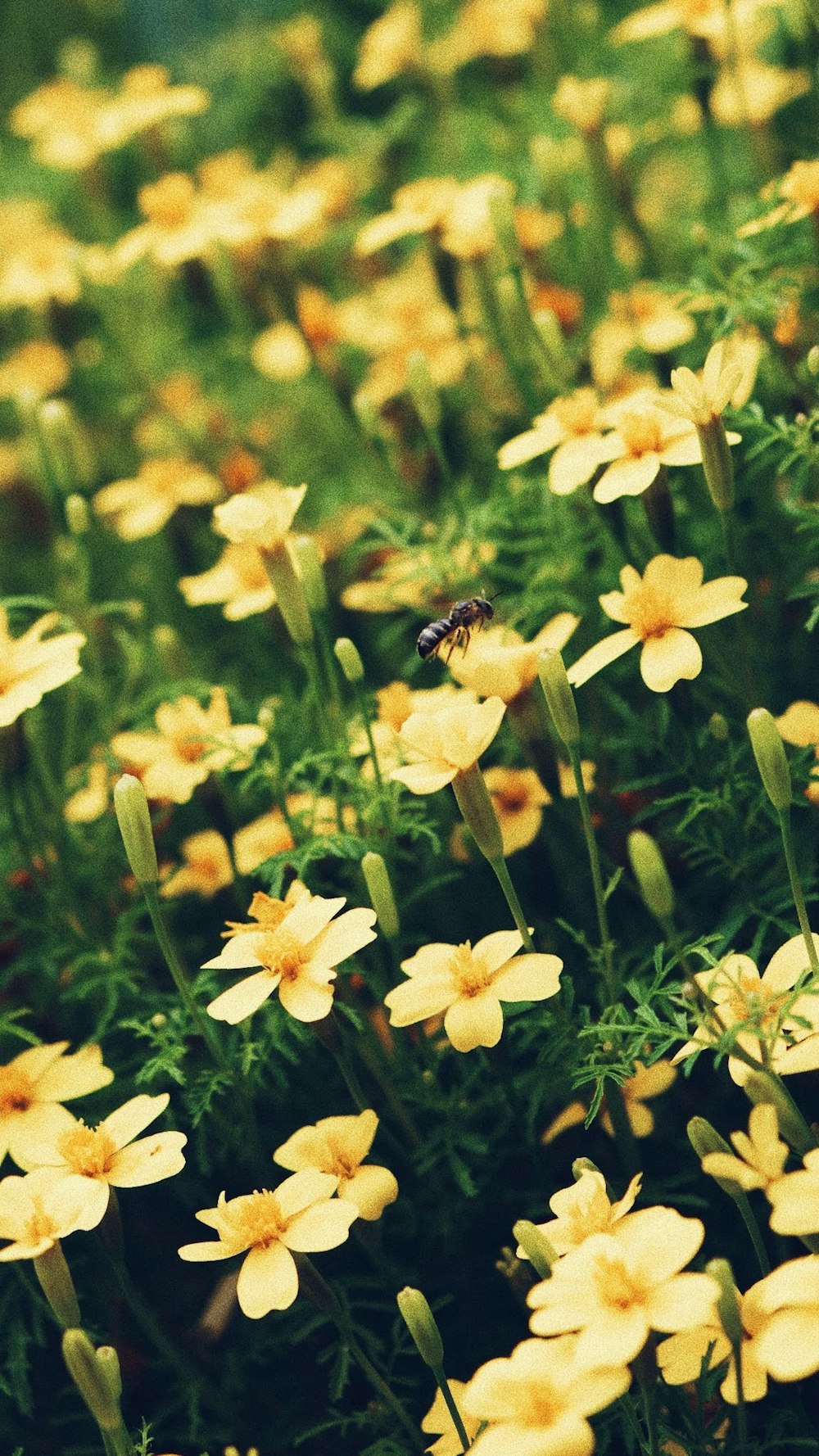 black and yellow bee on yellow flower