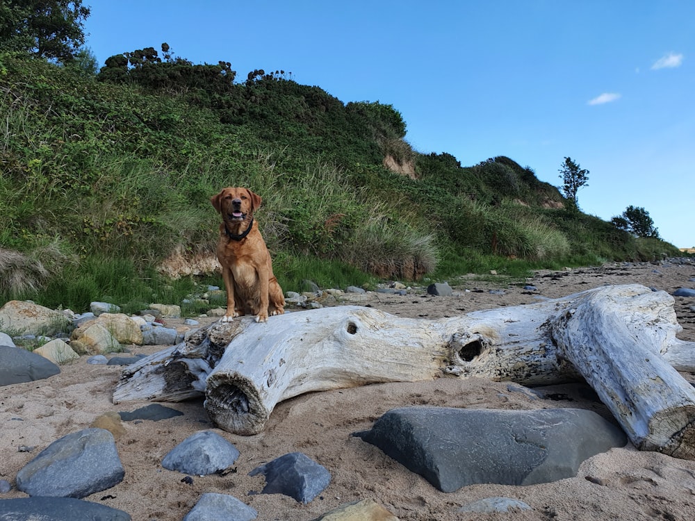 brown short coated dog lying on white rock during daytime