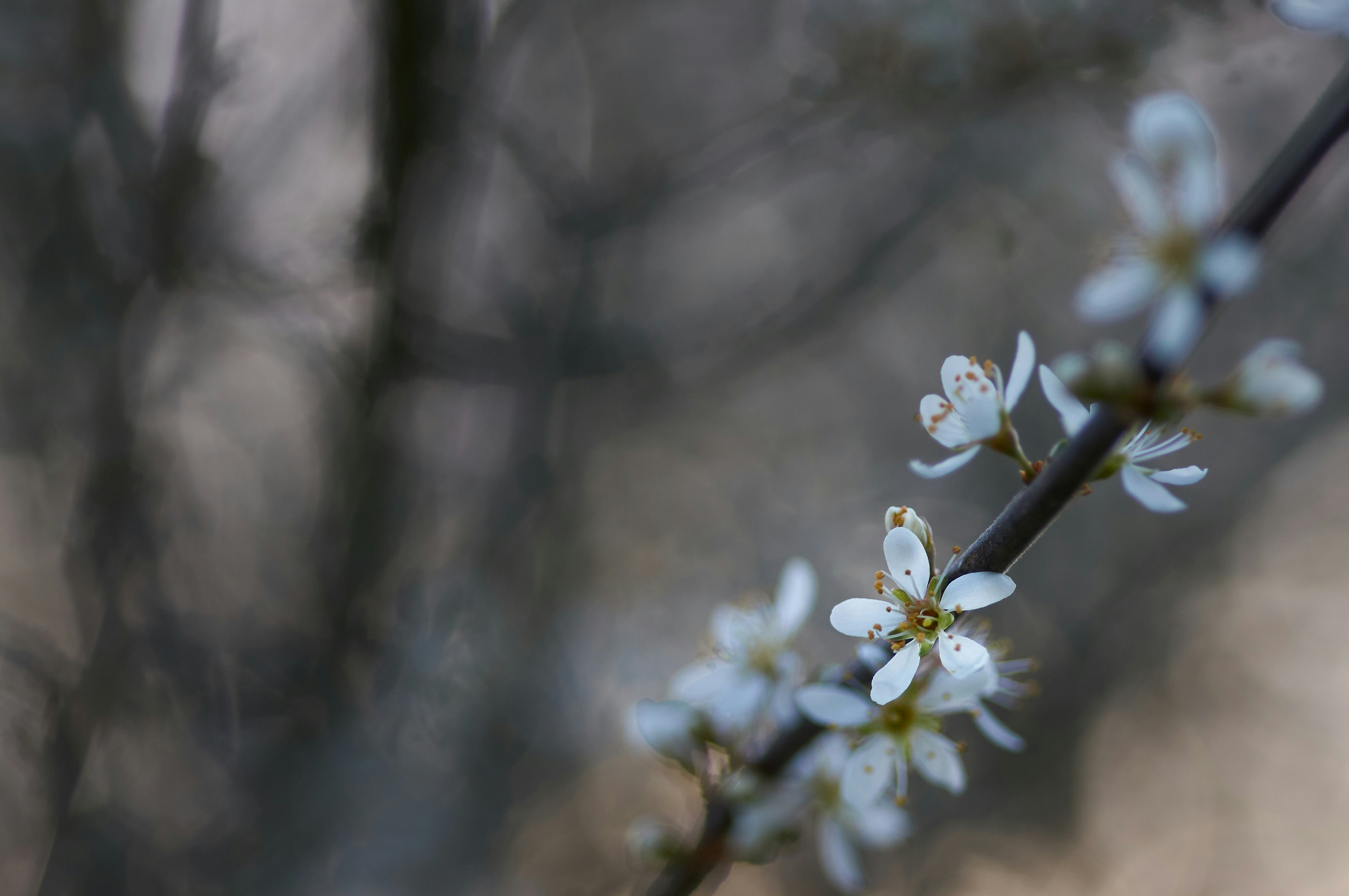 Photo by wolfgang_hasselmann