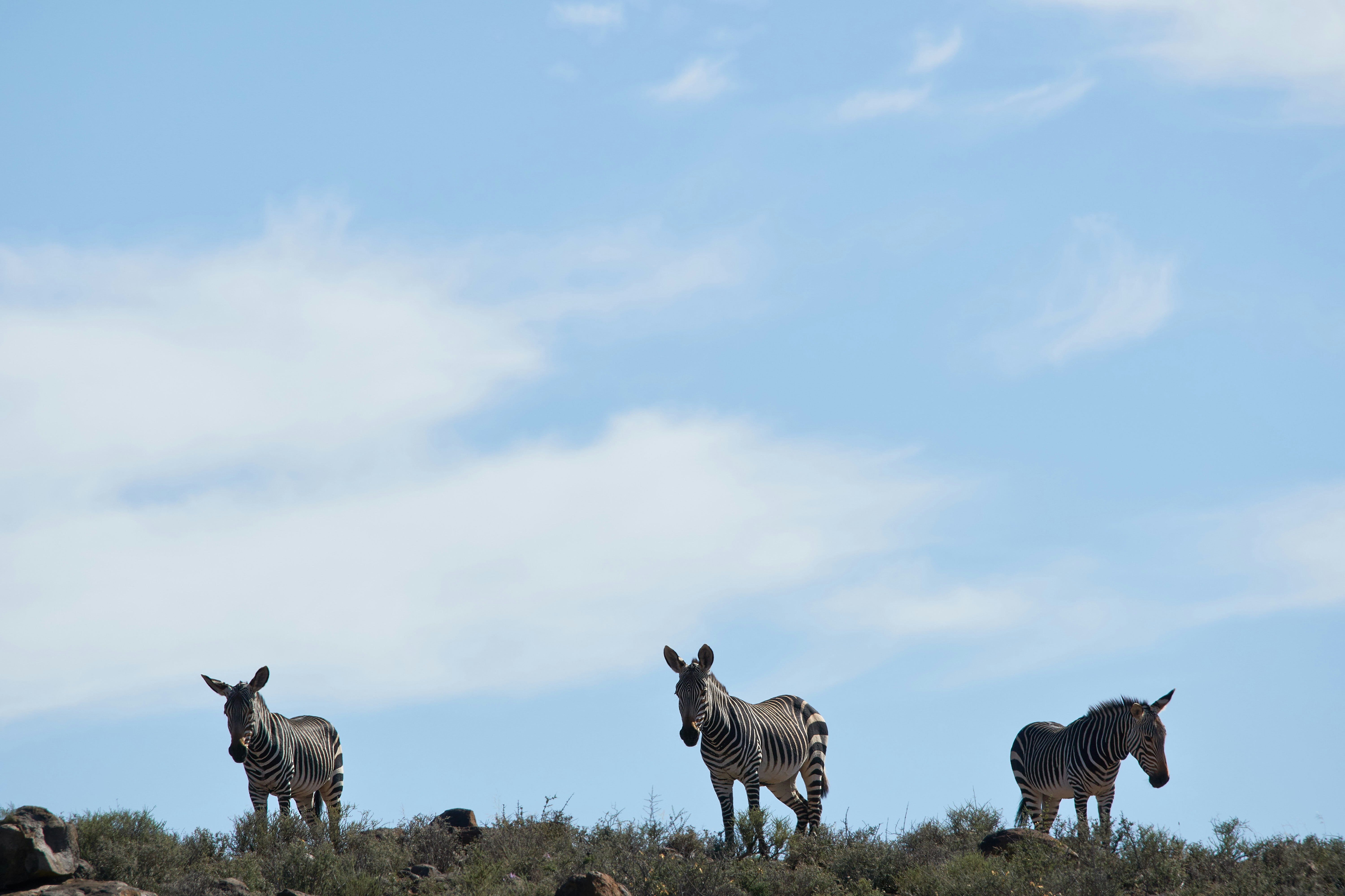 Photo by wolfgang_hasselmann