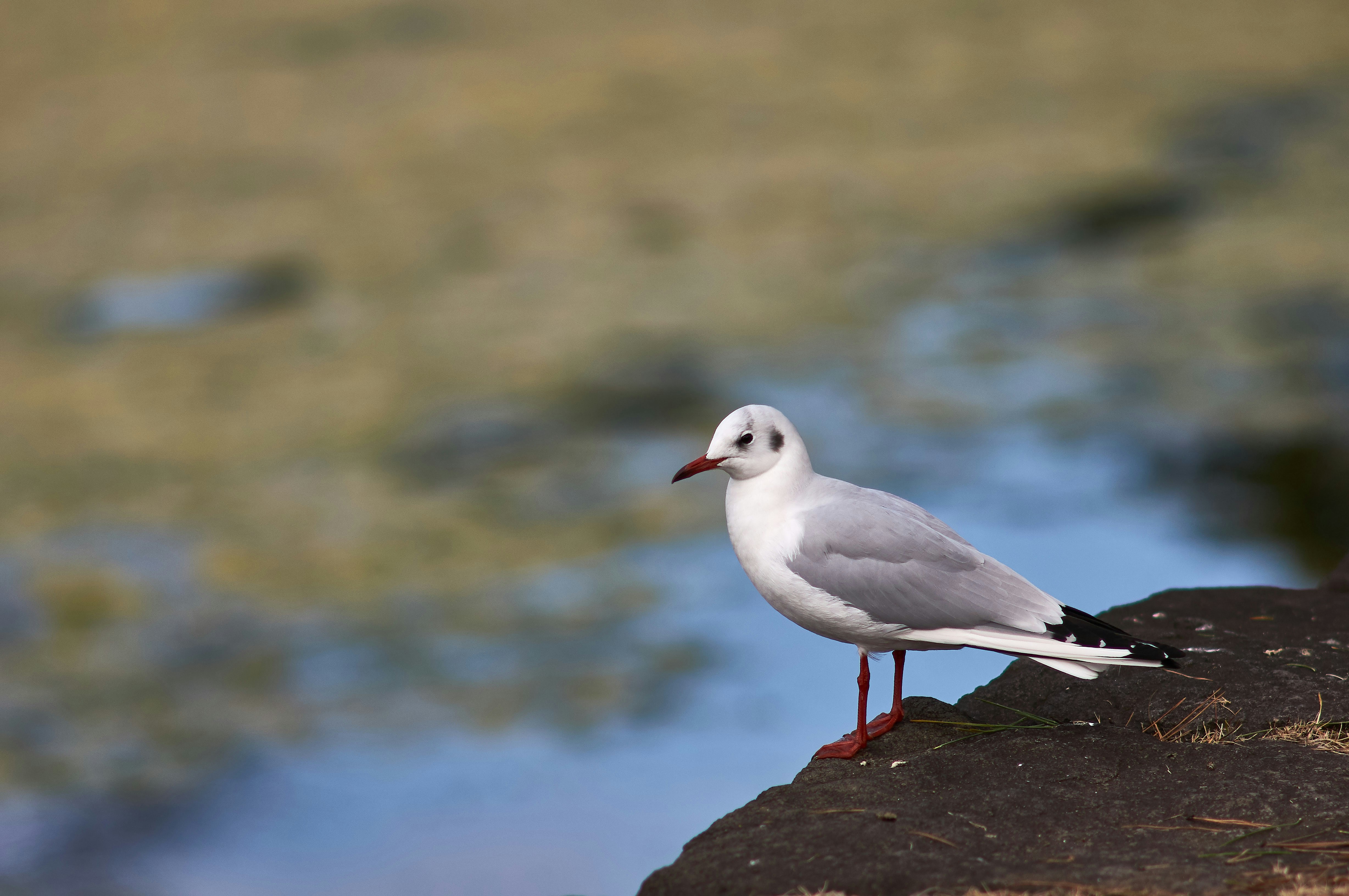 Photo by wolfgang_hasselmann