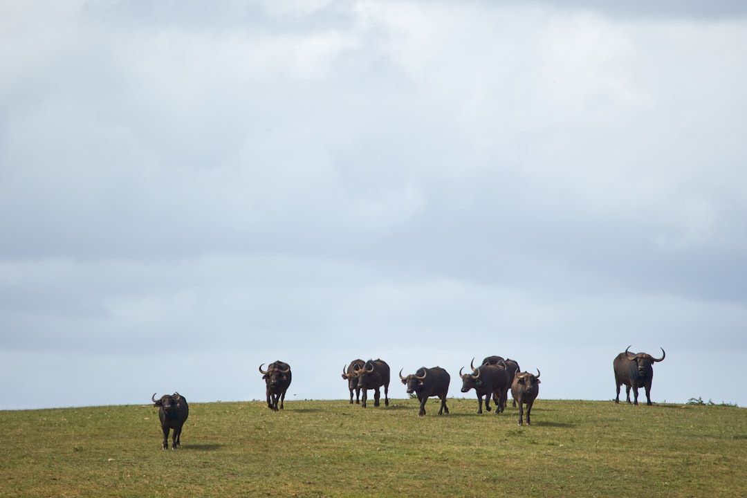 herd of cow on green grass field during daytime