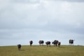 Several buffaloes are walking on a grassy plain under a partly cloudy sky. The animals are spread out and appear to be in motion, moving towards the camera.