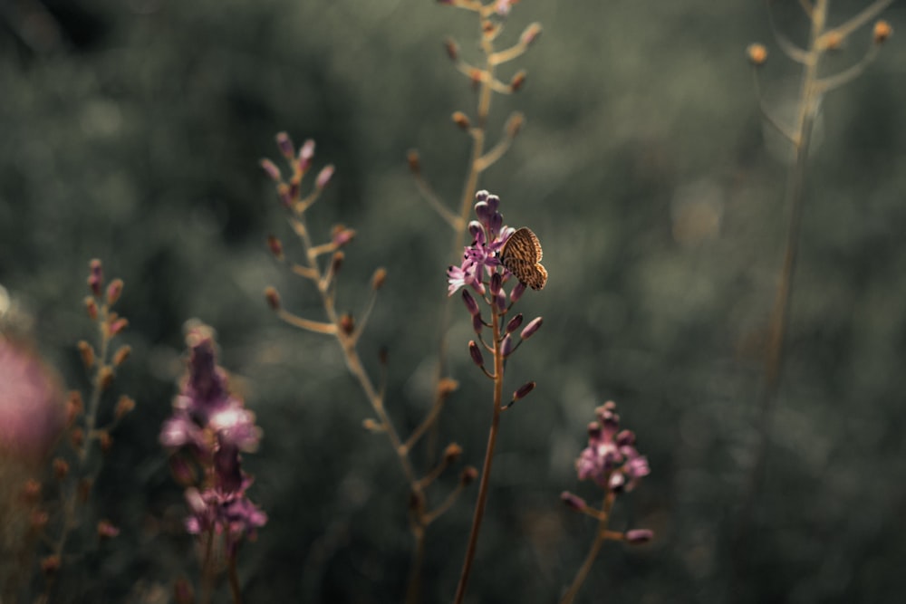 紫色の花に茶色と黒の蜂