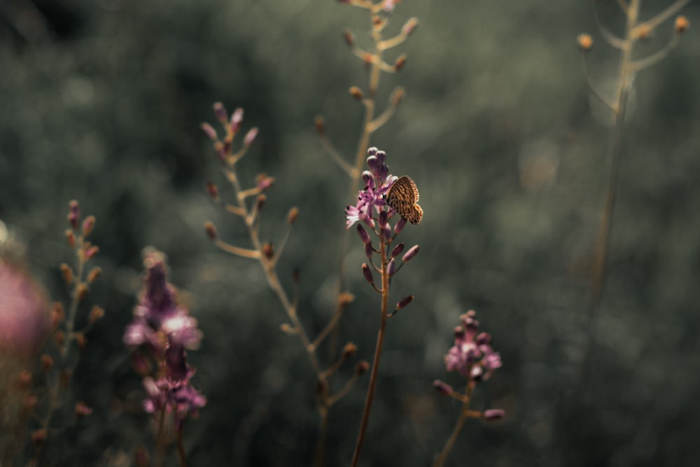abeja marrón y negra en flor púrpura