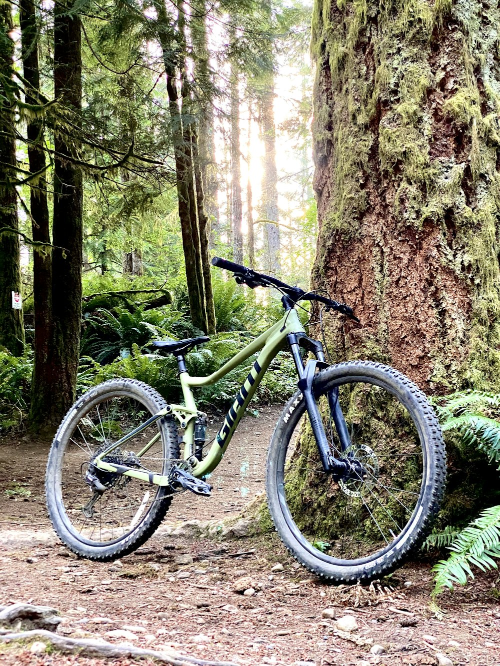 green and black mountain bike parked beside brown tree