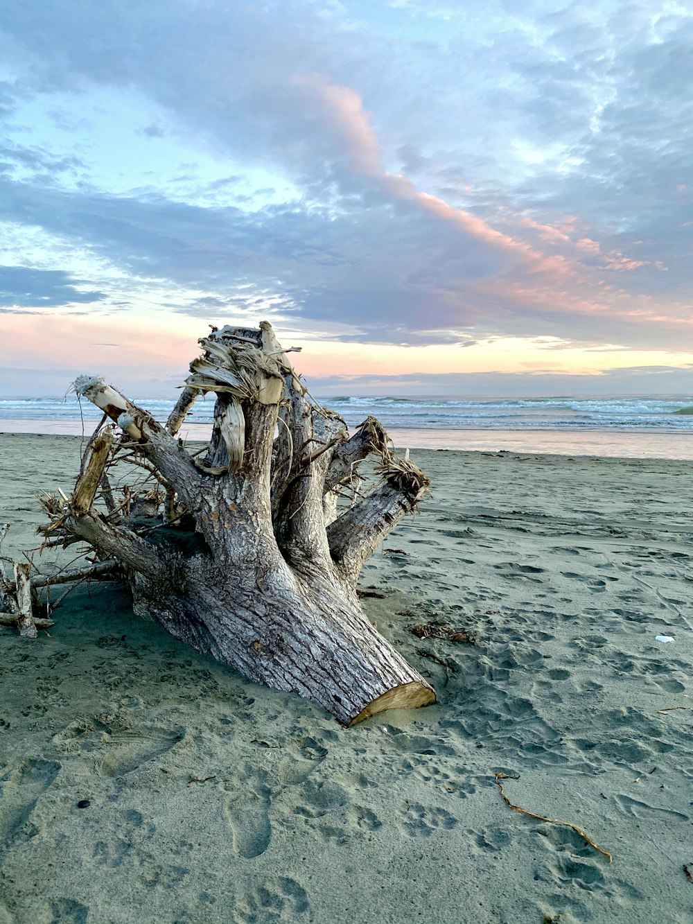 brown wood log on beach during daytime