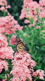 monarch butterfly perched on pink flower in close up photography during daytime