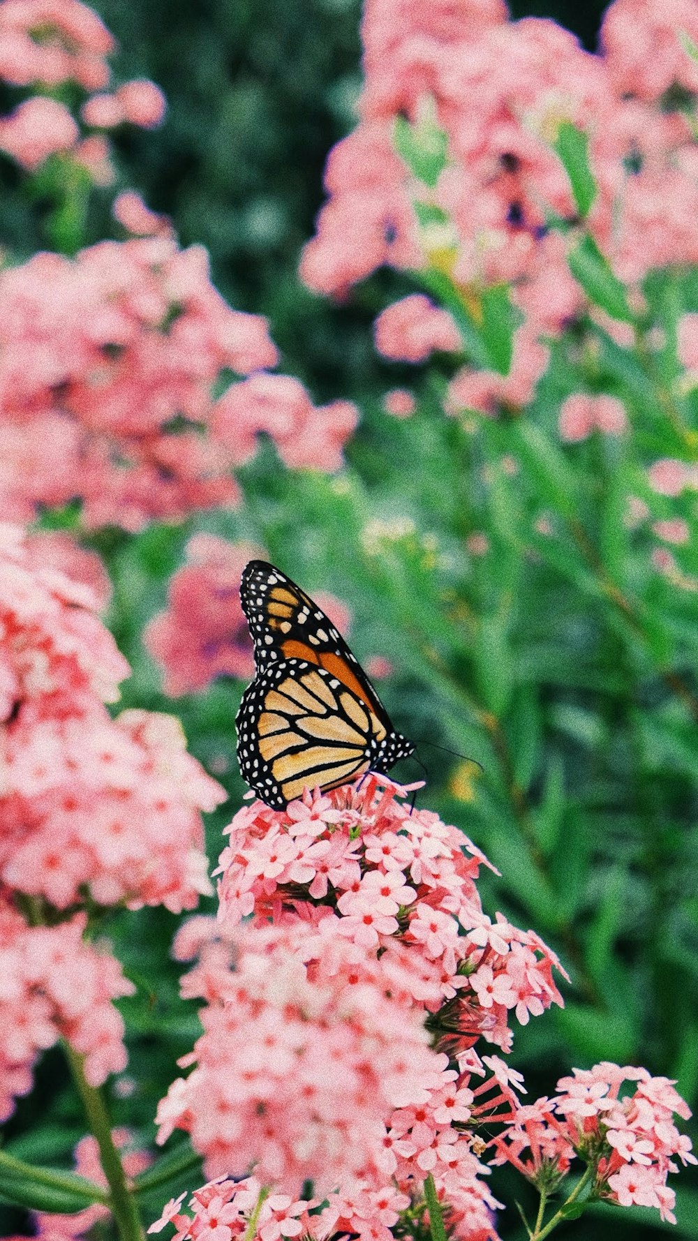 Mariposa monarca posada en flor rosada en fotografía de primer plano durante el día