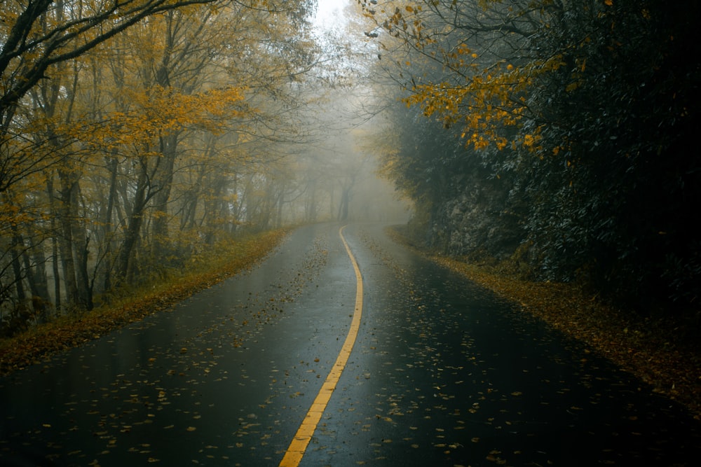 gray concrete road between trees during daytime