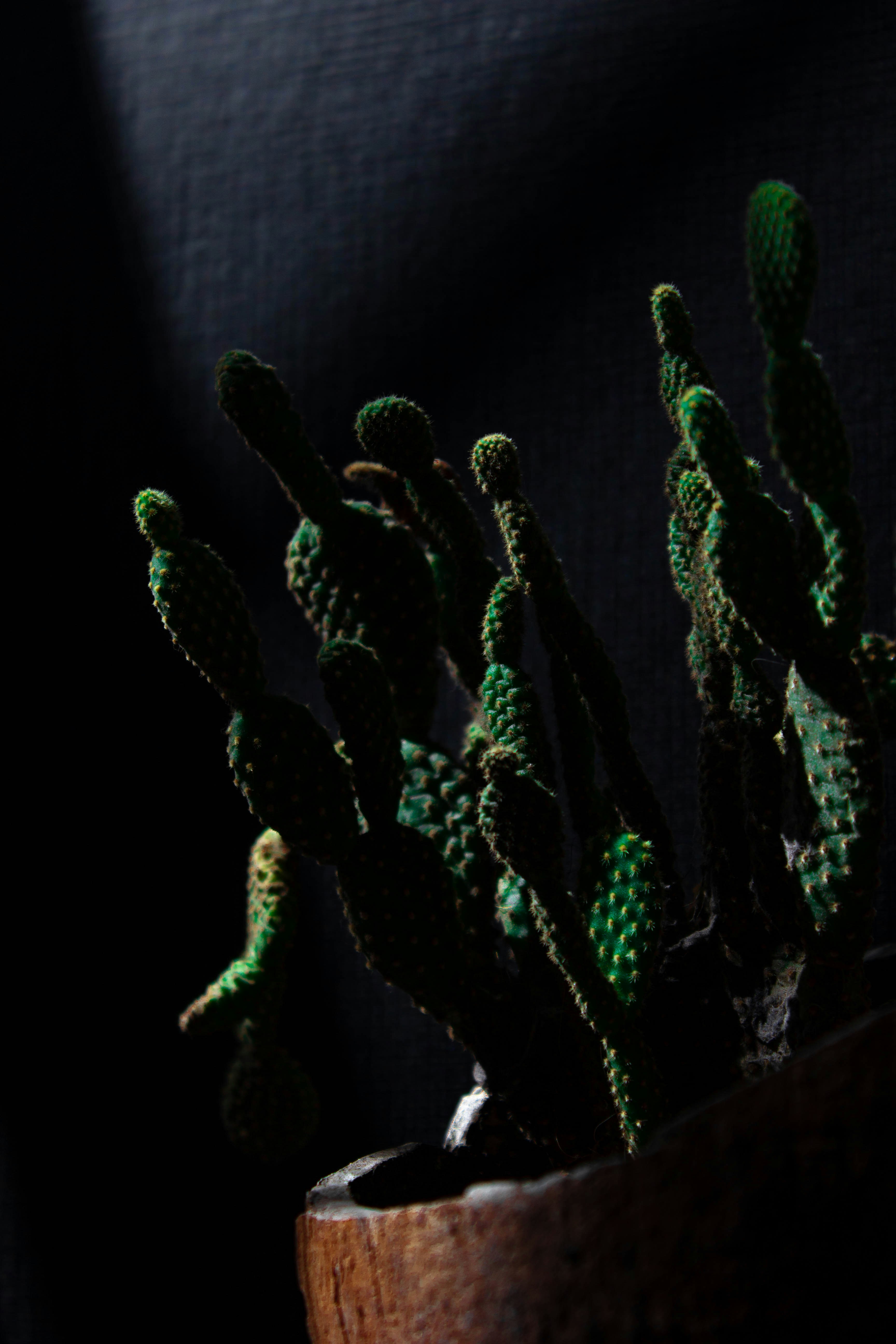 Exotic flowering cactus - Vibrant orange Moon Cactus