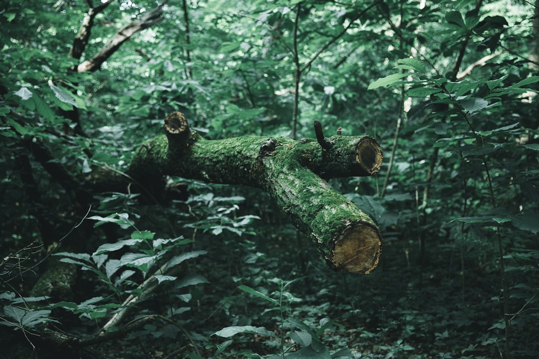 brown tree log on green grass, Mossy tree branch in the forest