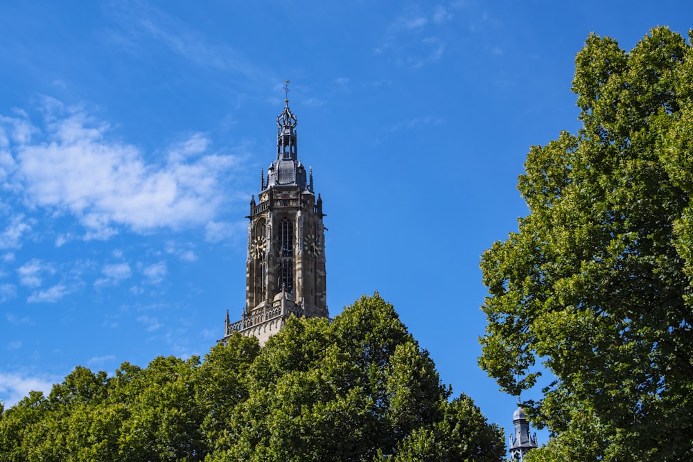 green trees under blue sky during daytime