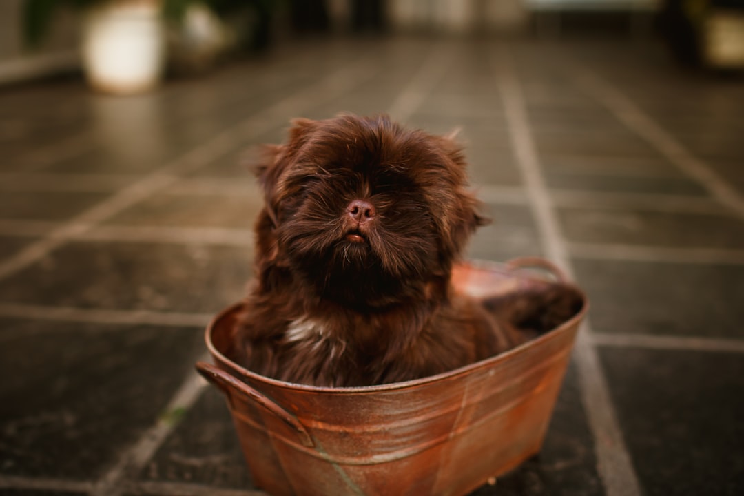 brown long coated small dog in brown round plastic bucket