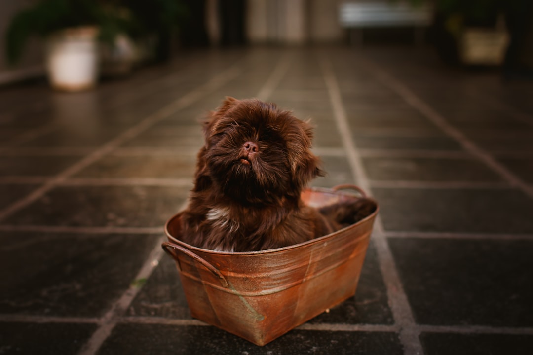brown long coated small dog in brown wicker basket