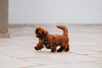 A small, fluffy brown dog walks energetically across a tiled floor. Its fur is long and seems well-groomed, and the tail is held high. The background is minimalistic, with a focus on the dog.