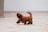 A small, fluffy brown dog walks energetically across a tiled floor. Its fur is long and seems well-groomed, and the tail is held high. The background is minimalistic, with a focus on the dog.