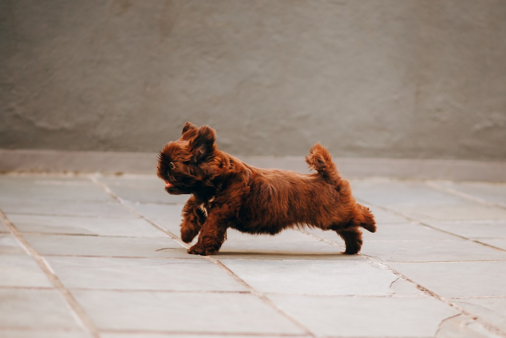 brown long coated small dog