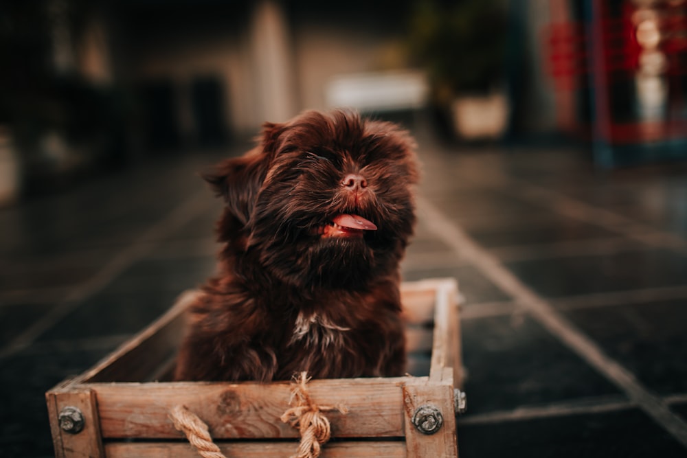 black long coat small dog on brown wooden fence during daytime