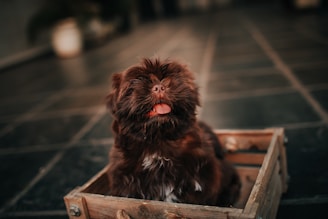 Happy dog playing in a bright, welcoming pet daycare room
