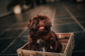A small, fluffy brown dog with its tongue out sits playfully in a wooden crate. The background features a tiled floor with soft, neutral tones, providing a cozy and warm atmosphere.