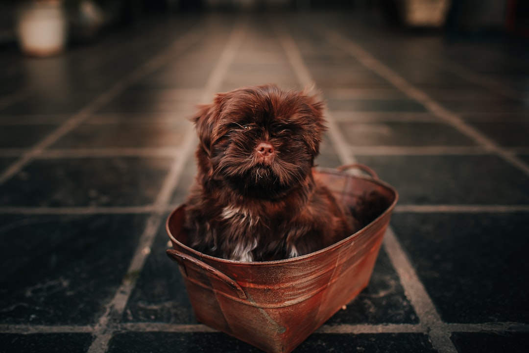 brown long coated small dog in brown plastic bucket