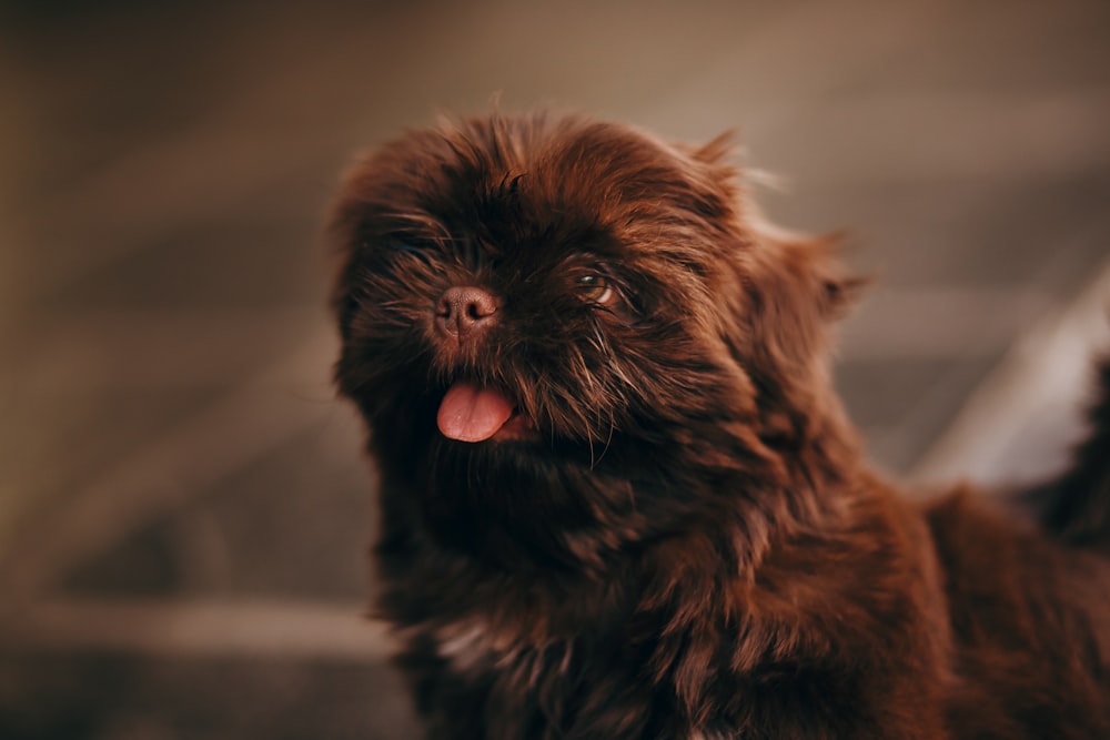 black and brown long coated small dog