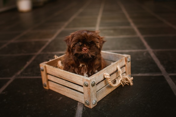 A small, fluffy brown puppy sits inside a wooden crate with rope handles on a tiled floor.