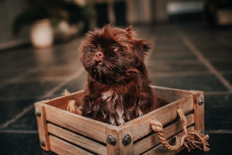 A small, fluffy dog with a brown coat sits comfortably inside a wooden crate. The background is slightly blurred, emphasizing the focus on the dog and its cozy setting.