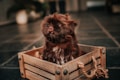 A small, fluffy dog with a brown coat sits comfortably inside a wooden crate. The background is slightly blurred, emphasizing the focus on the dog and its cozy setting.