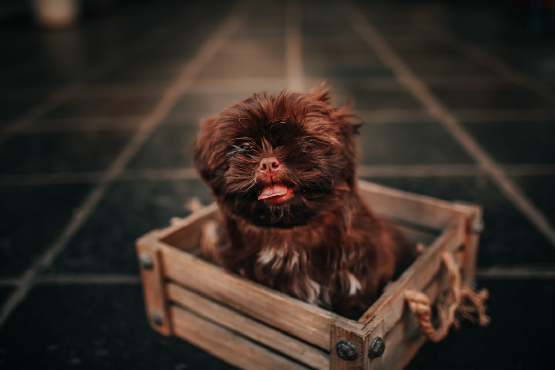 black and brown long coated small dog on brown wooden crate