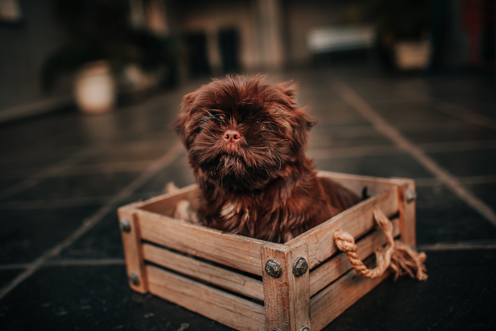茶色の木枠に茶色の長いコーティングが施された小型犬