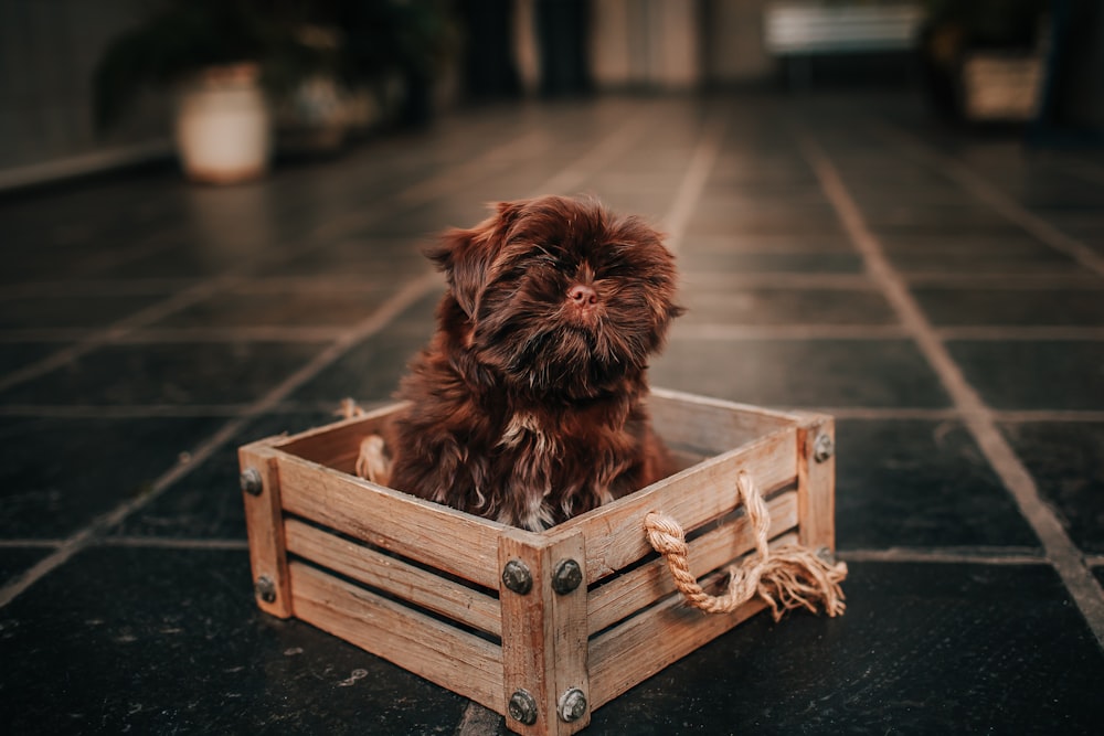 petit chien brun à poil long sur caisse en bois marron