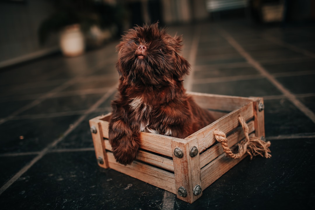 brown long coated small dog on brown wooden crate