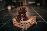 A calm puppy settling into its crate during a patient, one-on-one training session at home.