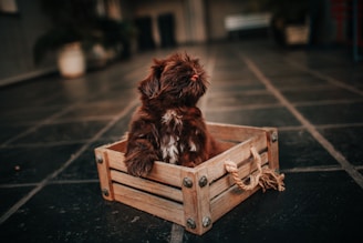 A small brown puppy with a fluffy coat sits inside a wooden crate. The puppy's pink tongue is slightly visible as it looks upwards. The crate has rope handles and is placed on a dark tiled floor. The background is slightly blurred, indicating an indoor setting.