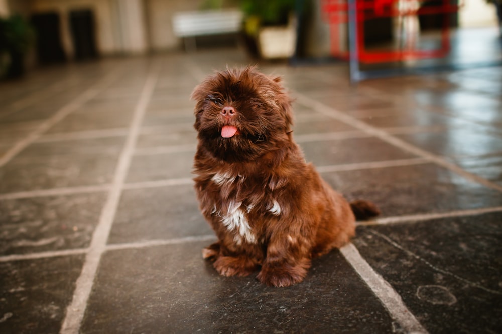 brown long coated small dog on grey concrete road during daytime