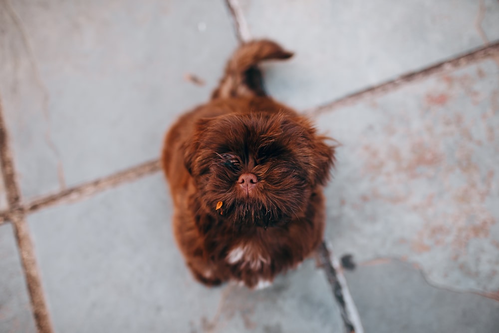 cão pequeno marrom de pelagem longa