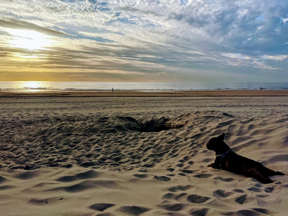 cão preto de pelagem curta na areia marrom durante o dia