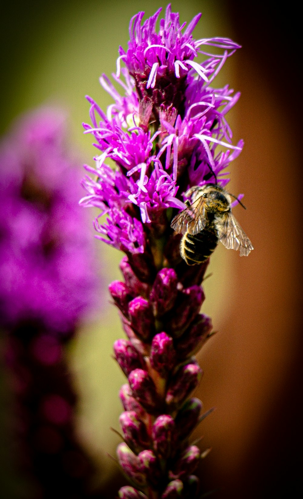 purple flower in macro lens