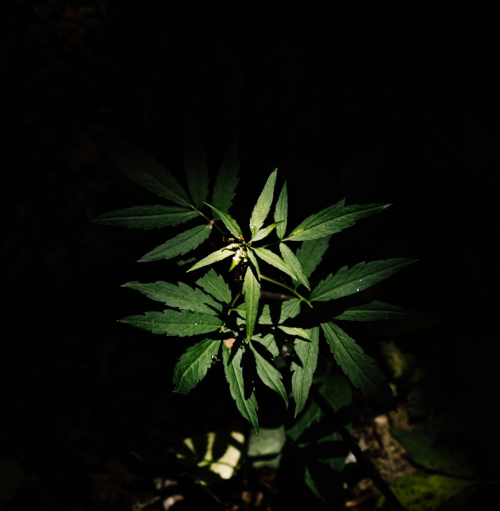 클로즈업 사진의 녹색 식물